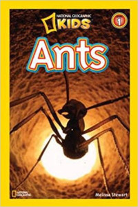 Image of Ants